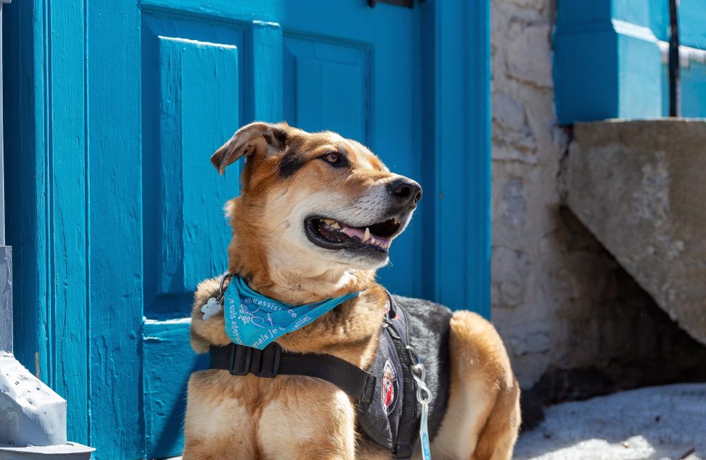 les-chiens-togo-chiens-d-assistance-psychologique